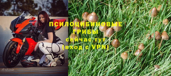 хмурый Аркадак